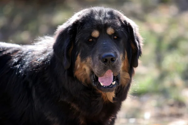 Tibetano mastiff cane Immagine Stock