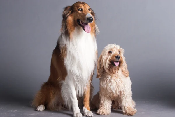 Gemengde Cocker Spaniel en ruwe Collie Rechtenvrije Stockafbeeldingen