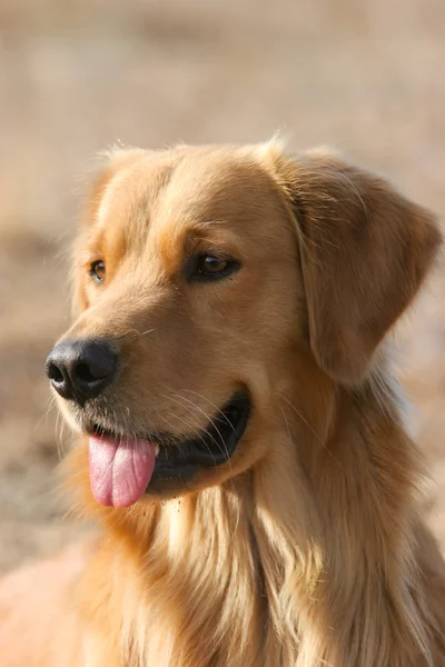 Golden retriever köpeği Stok Resim