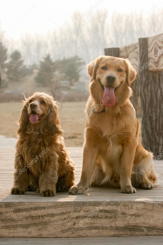Golden Retriever dog and English Cocker Spaniel dog