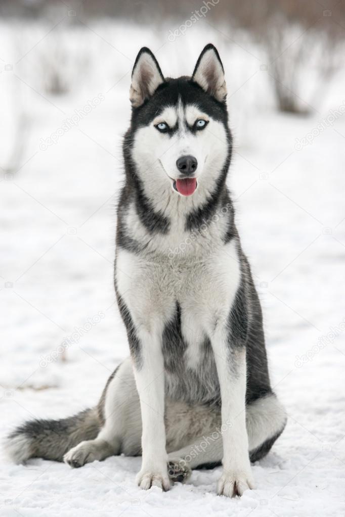 Sibirischer HuskyHund — Stockfoto © moa_images 103945470