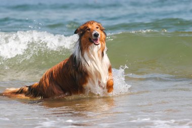 İskoçya çoban köpeği
