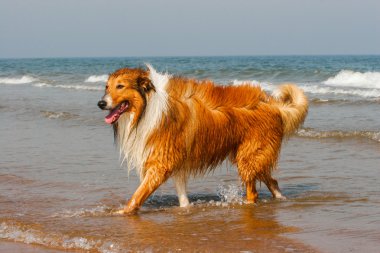 İskoçya çoban köpeği