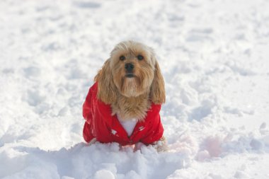 Karışık yavru horoz İspanyol