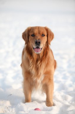 Golden retriever köpeği
