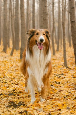 İskoçya çoban köpeği