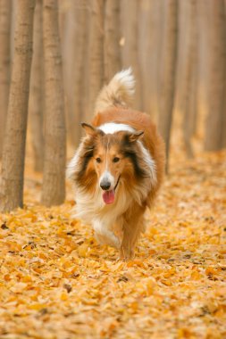 İskoçya çoban köpeği