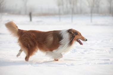 İskoçya çoban köpeği