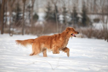Golden retriever köpeği