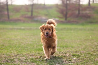 Golden retriever köpeği