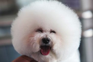 Beyaz Bichon Frise köpek 