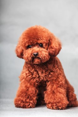 Av köpeği