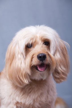 Karışık yavru horoz İspanyol