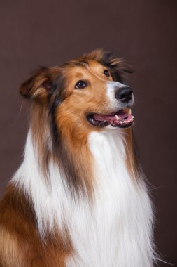 İskoçya çoban köpeği