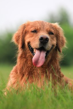 Golden retriever köpeği