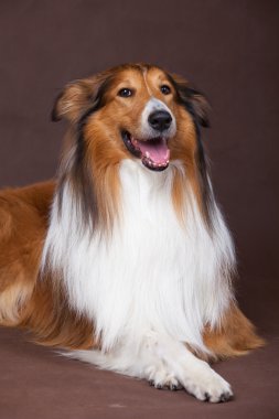 İskoçya çoban köpeği