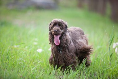 Amerikan cocker spaniel