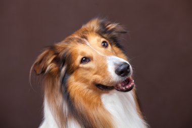 İskoçya çoban köpeği