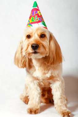 Karışık yavru horoz İspanyol