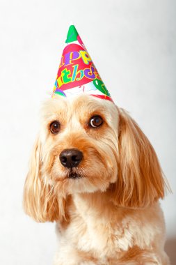 Karışık yavru horoz İspanyol