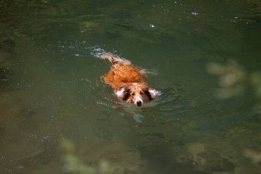 İskoçya çoban köpeği
