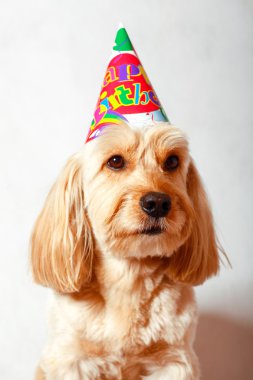 Karışık yavru horoz İspanyol