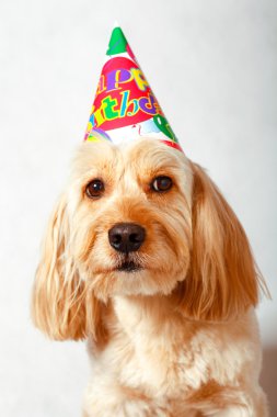 Karışık yavru horoz İspanyol