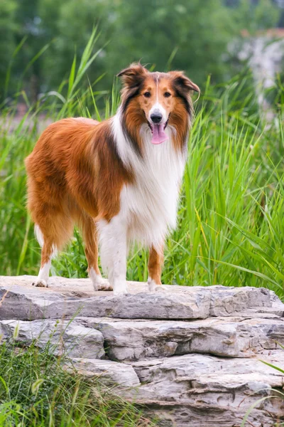 Scotland cão pastor — Fotografia de Stock