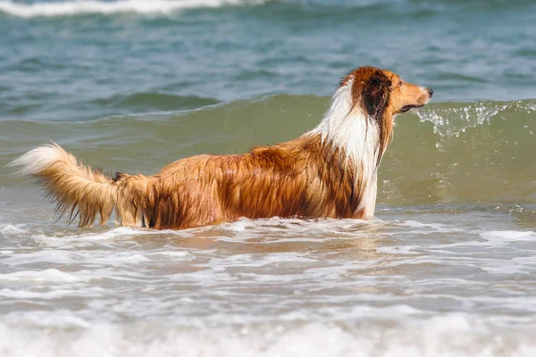 Scotland cão pastor — Fotografia de Stock