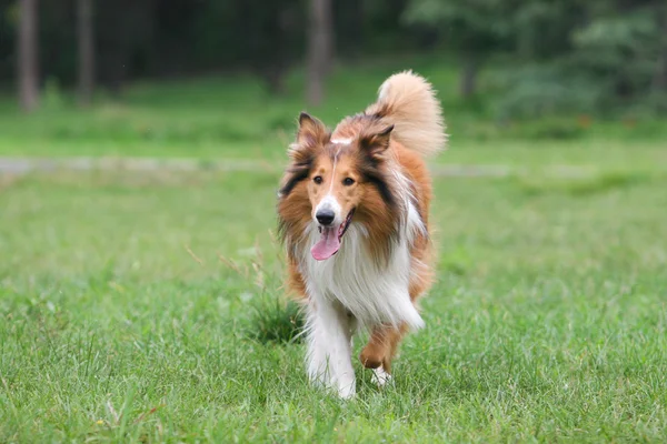 İskoçya çoban köpeği — Stok fotoğraf