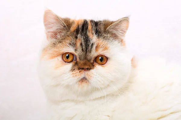 The cat  on a white background — Stock Photo, Image