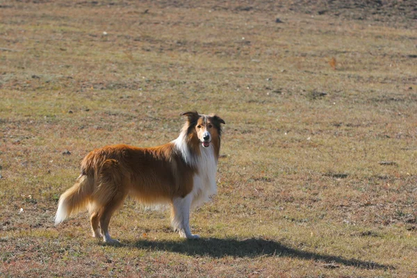 Scotland cão pastor — Fotografia de Stock