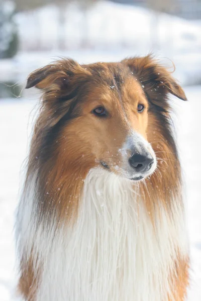 Escocia pastor perro — Foto de Stock