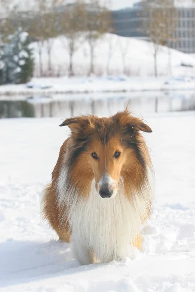 Scotland cão pastor — Fotografia de Stock