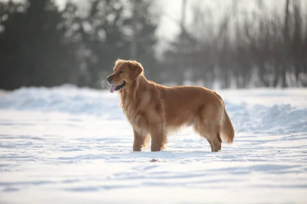 Gouden retriever hond — Stockfoto