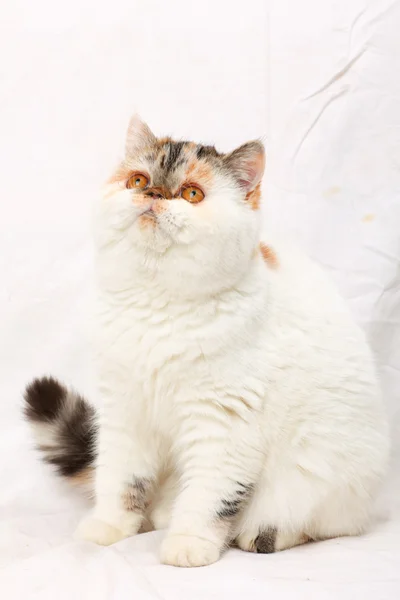 在白色背景上的猫 — 图库照片