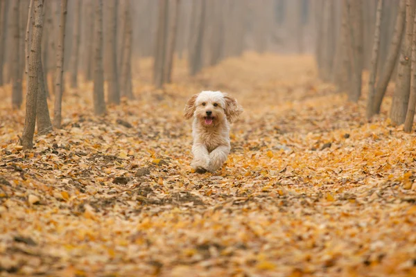 Cocker spaniel misto — Fotografia de Stock