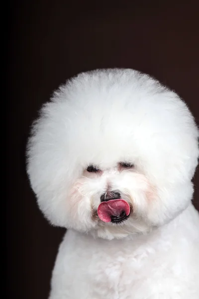 Blanco Bichon Frise perro — Foto de Stock