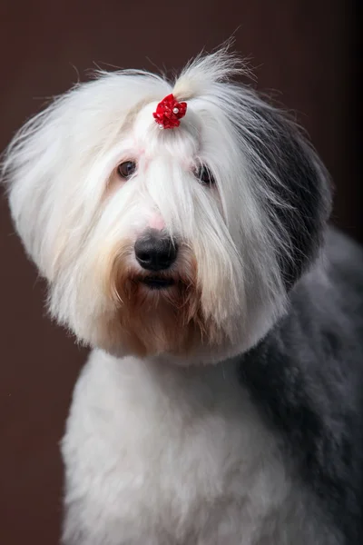 Oud Engels sheepdog — Stockfoto