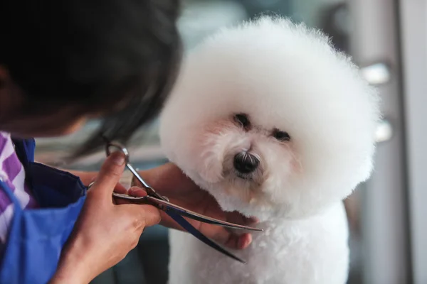 Beyaz Bichon Frise köpek 