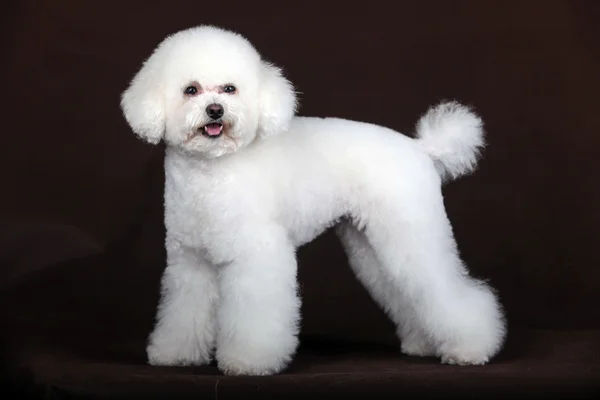 Poodle λευκό σκυλί — Φωτογραφία Αρχείου