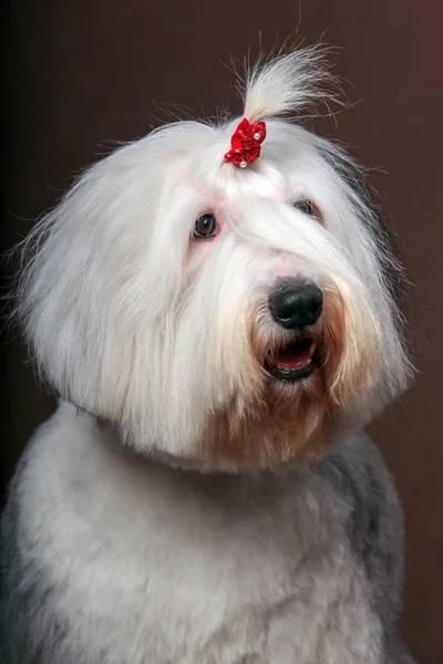 Oud Engels sheepdog — Stockfoto