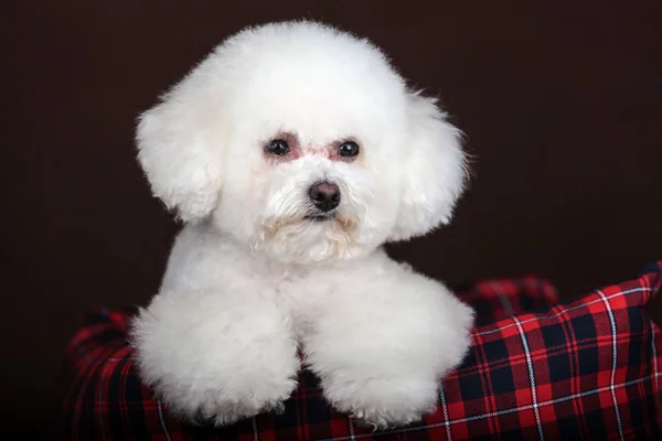 Cão poodle branco — Fotografia de Stock