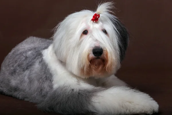 Oud Engels sheepdog — Stockfoto