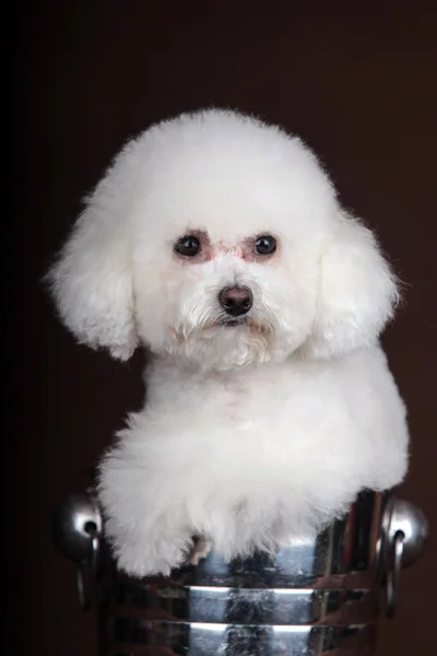 Cão poodle branco — Fotografia de Stock