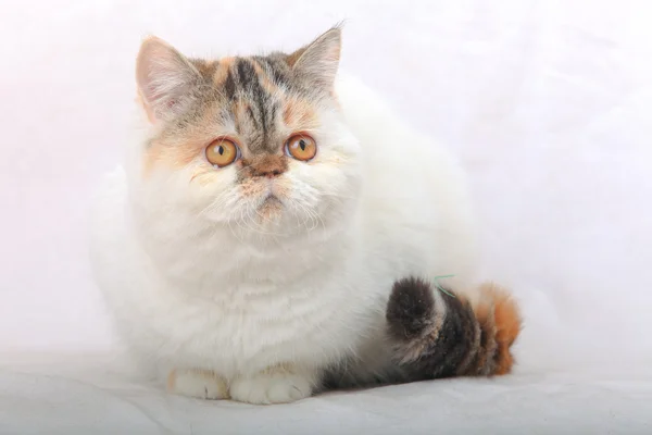 The cat  on a white background — Stock Photo, Image