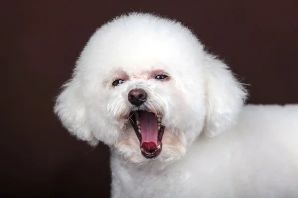 Witte poedel hond — Stockfoto