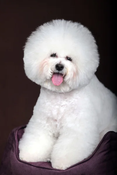 Vit Bichon Frise hund — Stockfoto