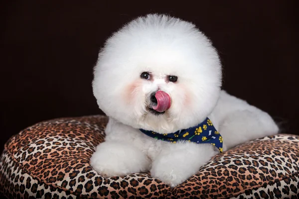 Branco Bichon Frise cão — Fotografia de Stock