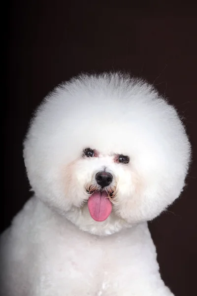 Branco Bichon Frise cão — Fotografia de Stock